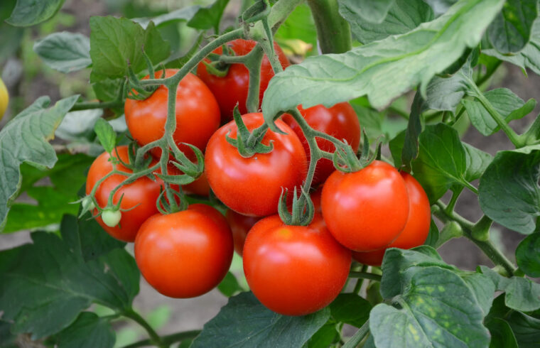 Jak pielęgnować pomidory aby szybciej rosły?