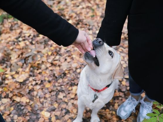 Adopcja psa krok po kroku – jak przygotować się do nowego członka rodziny