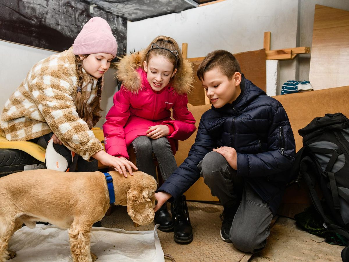 Jak przygotować dom i siebie na nowego psa z adopcji