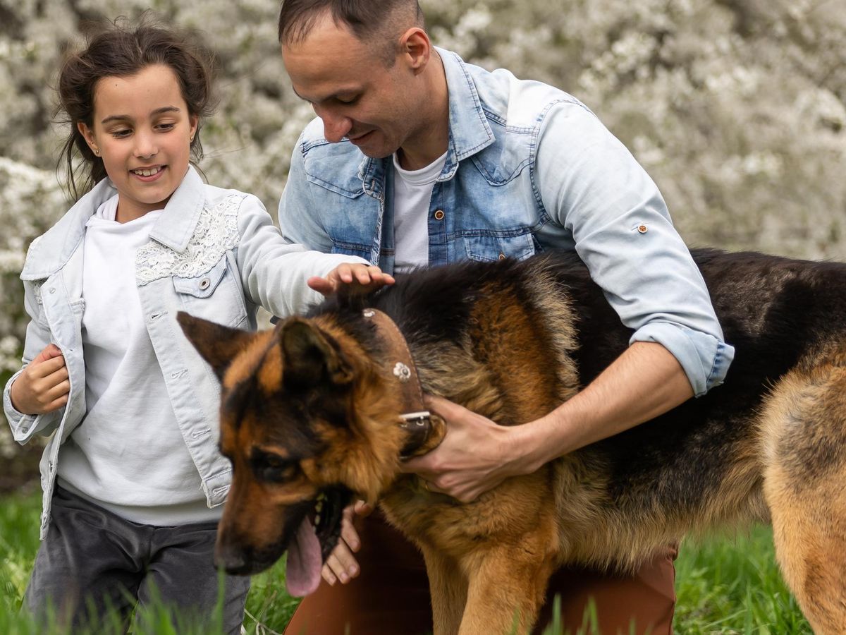 Jak dobrze przygotować się do adopcji psa